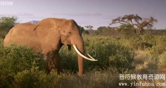 BBC自然生态纪录片《The Wonder of Animals》神奇动物大揭秘